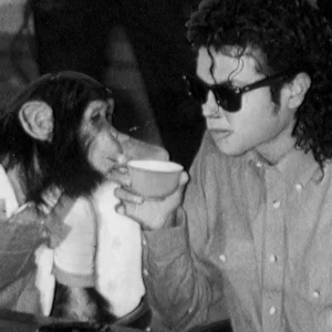 Chimpanzé de Michael Jackson vive velhice confortável em santuário no Texas