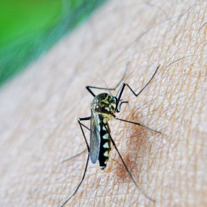 OMS: dengue é indicador da relação mudanças climáticas e arboviroses