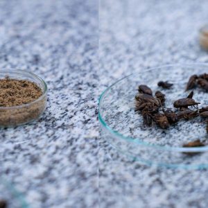 Farinha de grilo é novo 'whey'? Proteína do inseto tem alto valor nutricional, mas não é regulamentada no Brasil; veja barreiras