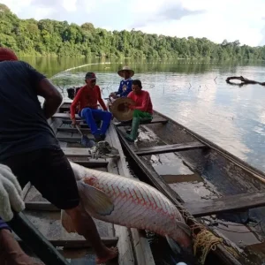Projetos de carbono estruturados fortalecem bioeconomia na Amazônia