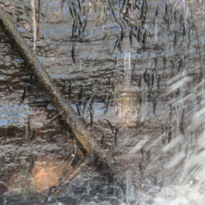 Milhares de peixes desafiam a gravidade para escalar uma cachoeira no Congo