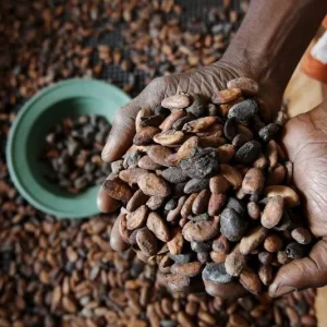 Cacau entra em novo ciclo com superávit e ajuste de demanda