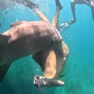 Novo vídeo mostra advogada mordida por tubarão em Fernando de Noronha