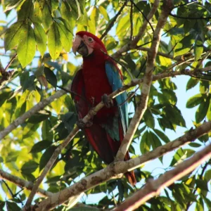 Ibama registra primeiros filhotes de Arara-vermelha-grande após extinção