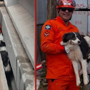 Border Collie é resgatado após ficar preso entre postes de concreto MT