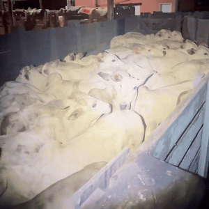 Três pessoas são presas suspeitas de furtar 30 cabeças de gado em MT