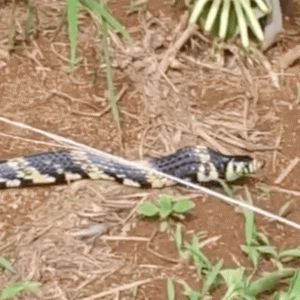 VÍDEO: cobra caninana de mais de 1 metro é contida por funcionários em empresa agrícola na BR-070 em MT