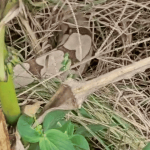 Jiboia é capturada após atacar pedestres às margens da MT-449