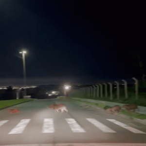 ‘Abbey Road’ de MT: Capivaras atravessam na faixa de pedestres em MT