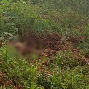 Trabalhadores encontram ossada humana durante manutenção de encanação em creche de MT