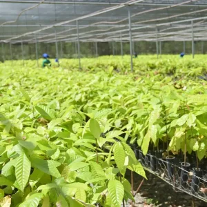 Bioeconomia em áreas degradadas cria produção sustentável no Pará