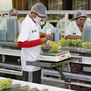 Pernambuco sai na frente e exporta a primeira carga de uvas com tarifa zero