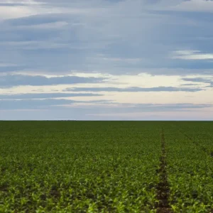 Fazenda estuda Fundo Garantidor para dívidas rurais