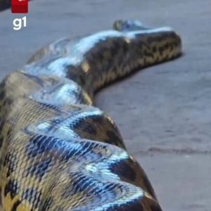 'Simplesmente magnífica’: sucuri-amarela é vista em hotel no Pantanal de MT; vídeo