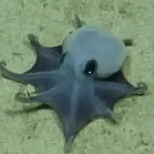“Ele é pequenininho”: nova espécie de polvo é encontrada em Galápagos