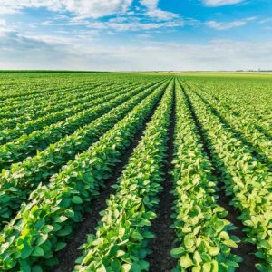 Área de soja cresce quase 300 mil hectares em MT e RO mesmo com crédito rural mais restritivo