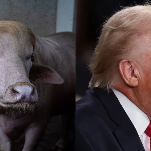 Búfalo que viralizou por semelhança com Donald Trump será sacrificado