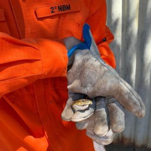 Corpo de Bombeiros captura cobra jararaca em residência em Confresa
