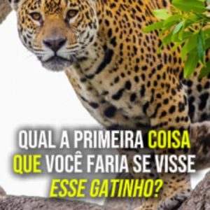 O REINADO DA PINTADA 

Mato Grosso é o endereço oficial da onça-pintada. No Pant…