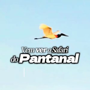 VIVA A EXPERIÊNCIA DO SAFÁRI NO PANTANAL  

O Pantanal mato-grossense atrai visi…