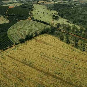 Mato Grosso lidera avanço da soja na safra 2025/26