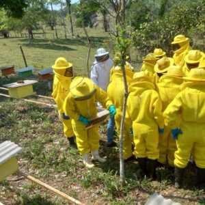 Dia Mundial das Abelhas terá ação de conscientização ambiental para estudantes