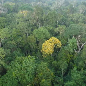 Como mudanças nos hábitos dos chineses podem proteger a floresta amazônica