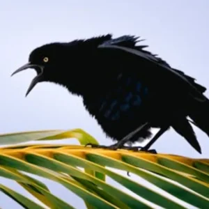 Aves urbanas sentem mais medo de mulheres do que de homens, aponta estudo