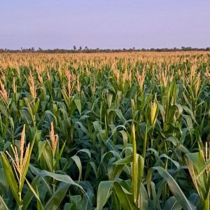 Clima preocupa produtores, mas segunda safra de milho mantém bom desenvolvimento no país