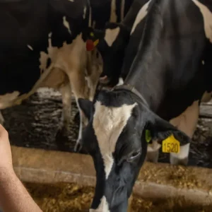 Cowmed prevê salto de 65% no faturamento com vendas de coleiras na pecuária