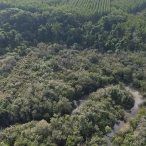Mata Atlântica tem menor desmatamento em 40 anos