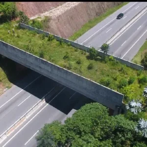 Câmara aprova projeto que busca reduzir mortes de animais em rodovias