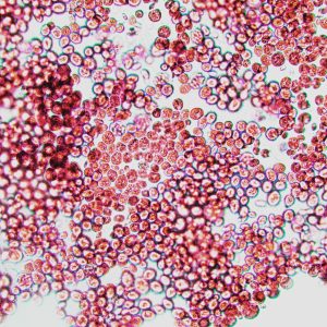 Relógios moleculares universais: estudo identifica mecanismos comuns do envelhecimento em mamíferos