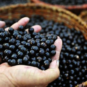 Estudo comprova efeito neuroprotetor do açaí em cérebros adolescentes