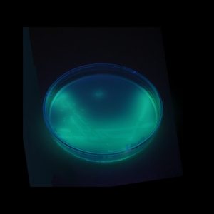Bactéria Pseudomonas aeruginosa foi identificada em mais de 100 lotes de produtos Ypê em inspeção de abril, diz Anvisa