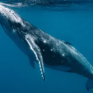 Baleia percorre mais de 15 mil km entre Bahia e Austrália e quebra recorde