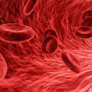 Corpo humano pode ter um ‘terceiro sistema circulatório’, sugerem cientistas; entenda hipótese