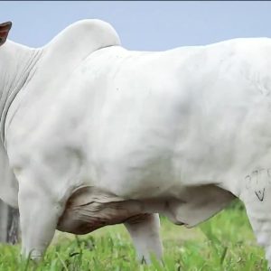 Vaca superfértil no MT produz 12 vezes mais células reprodutivas que uma fêmea comum