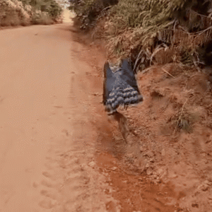 Gavião ameaçado de extinção é flagrado caçando às margens da MT-160