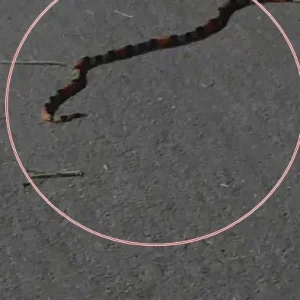 Serpente é encontrada em ciclovia da Avenida das Araras e gera alerta em Nova Mutum/MT