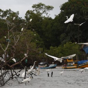 Amazônia Soberana: programa vai combater crimes em áreas de fronteira