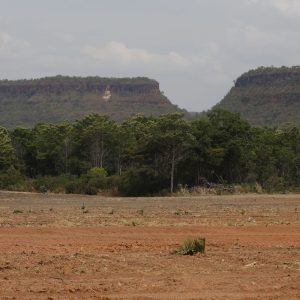 Fragmentos de vegetação nativa cresceram no país 260% em 38 anos