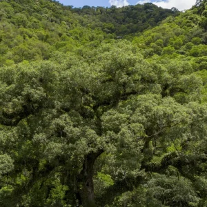 Desmatamento da Mata Atlântica tem queda de 28% em um ano