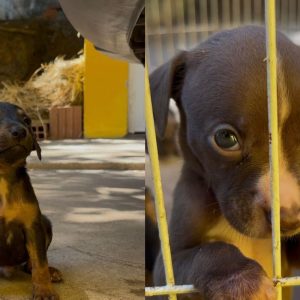 Prefeitura realiza feira de adoção de animais acolhidos