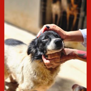 Cuiabá realiza mutirão de vacinação de animais no bairro Passaredo