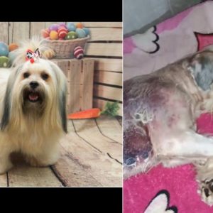 Cão sofre queimaduras de segundo grau após banho em pet shop de Cuiabá