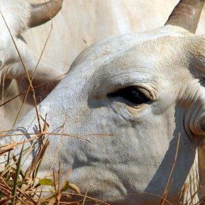 União Europeia veta compra de carne brasileira a partir de setembro