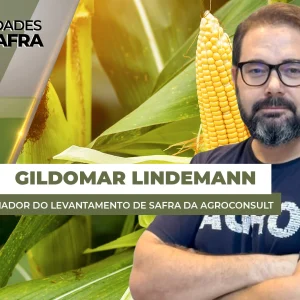 Levantamento do Rally sa Safra para a segunda safra de milho mostra cenário…