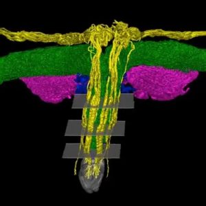 Modelo 3D revela complexa rede de nervos do clitóris