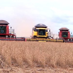 MT bate recorde na produção de soja e mantém liderança nacional pela 26ª safra seguida